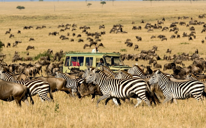 Embark on a Wildebeest Migration Safari