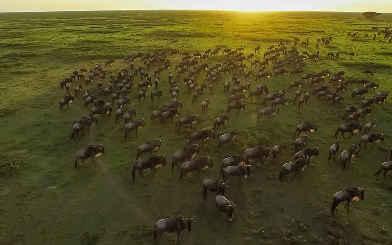 Embark on a Wildebeest Migration Safari