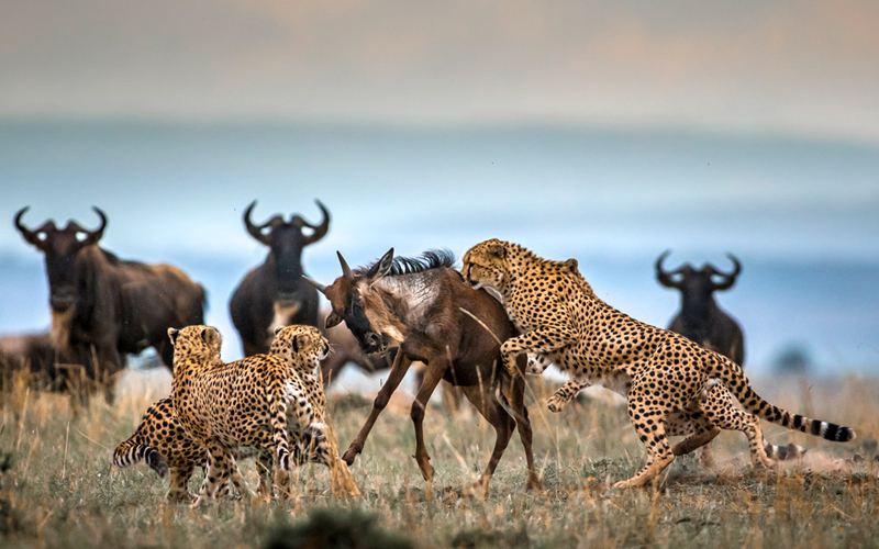 Predators' Impact on Wildebeest Migration