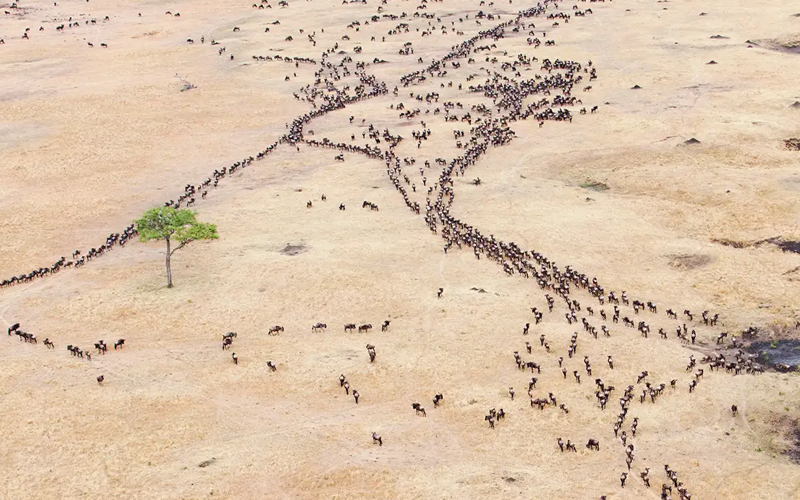 Soar Above the Wildebeest Migration