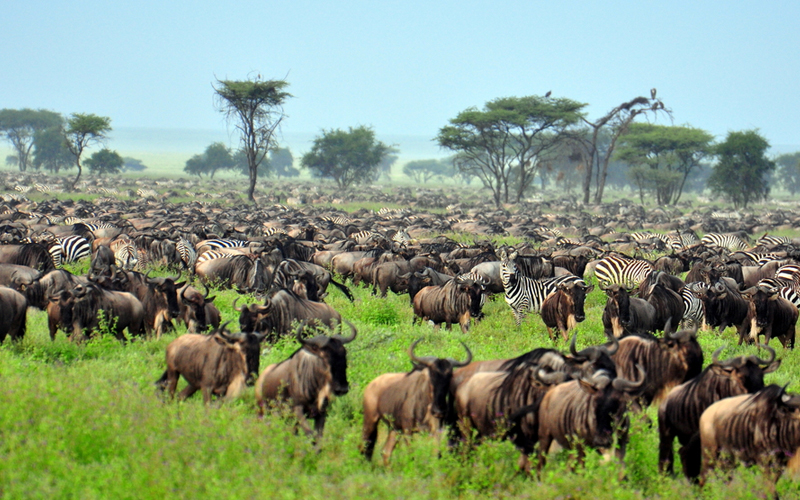 A Complete Guide to Choosing the Best Time for Safari in Tanzania