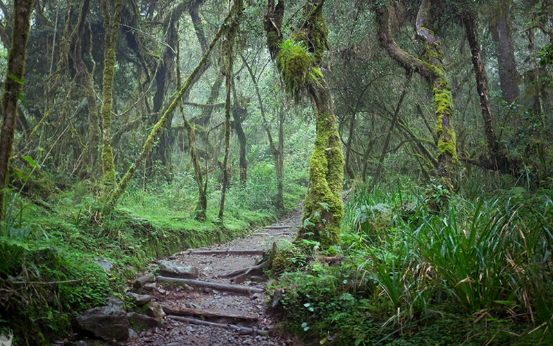 Experience the Scenic Views of Mount Kilimanjaro