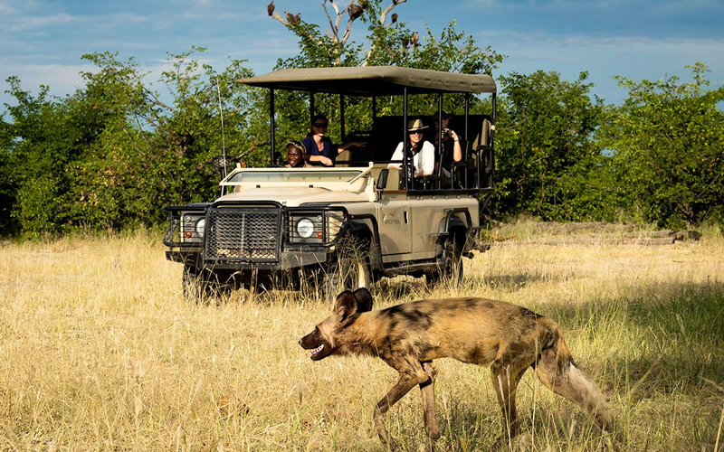 Tanzania Safari vs. Other Safaris A Comparison