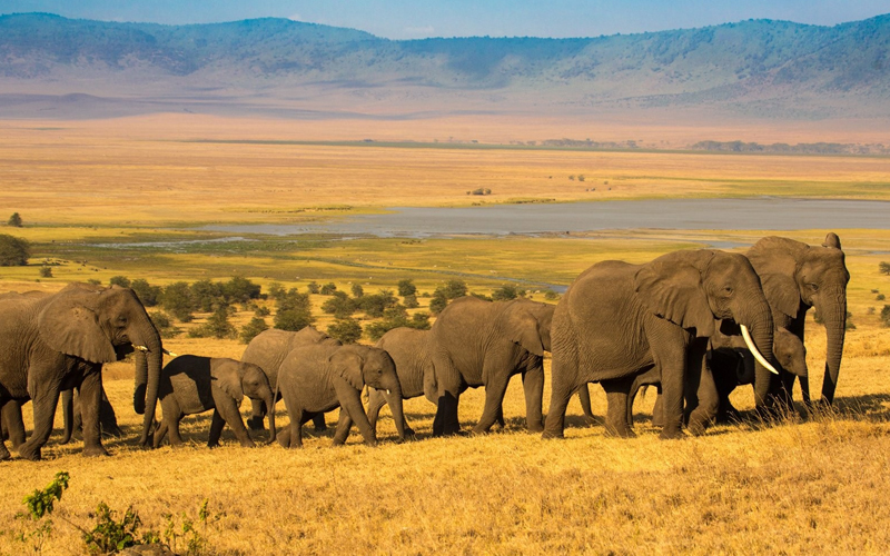 Top Safari Destinations in Tanzania