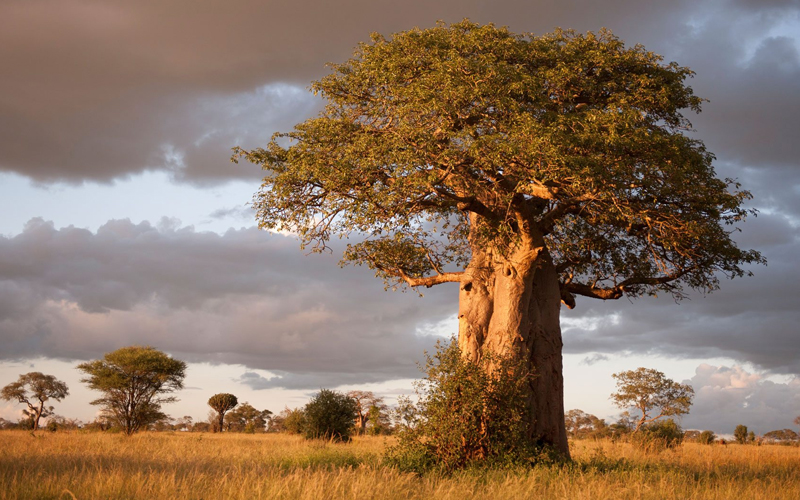 Top Safari Destinations in Tanzania