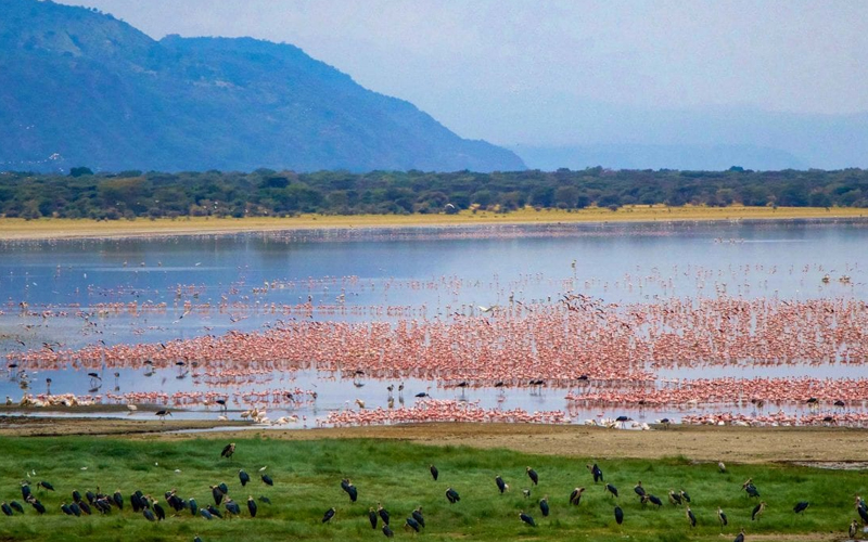 Top Safari Destinations in Tanzania