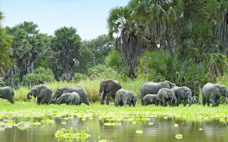 Top Safari Destinations in Tanzania