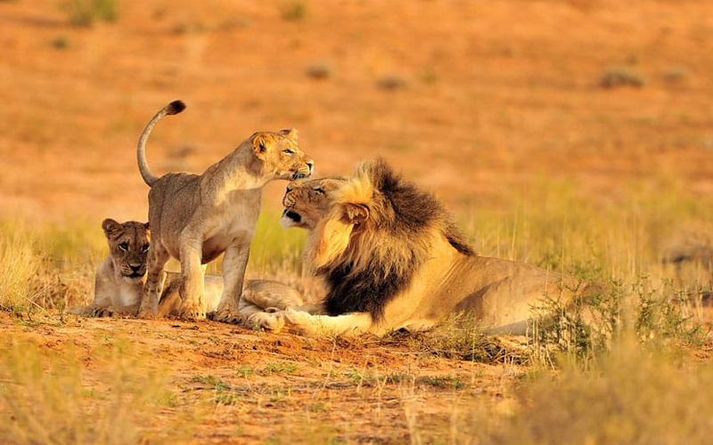 Top Safari Destinations in Tanzania