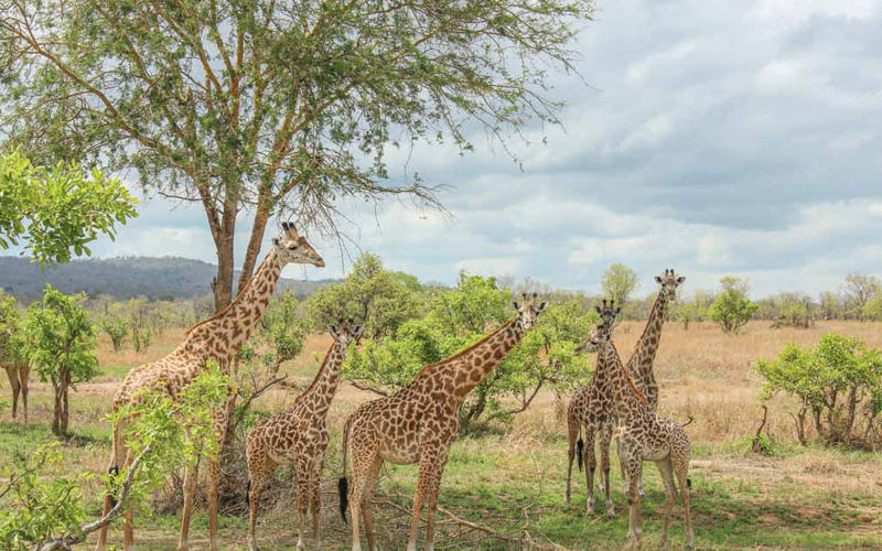 Top Safari Destinations in Tanzania