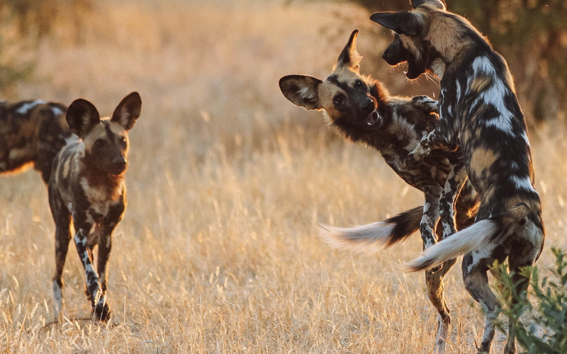 Unique Wildlife You Can See in Tanzania