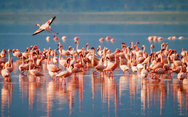 Unique Wildlife You Can See in Tanzania