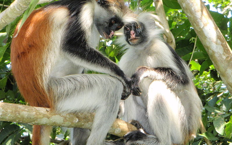 Unique Wildlife You Can See in Tanzania