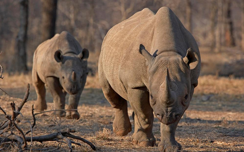 Unique Wildlife You Can See in Tanzania