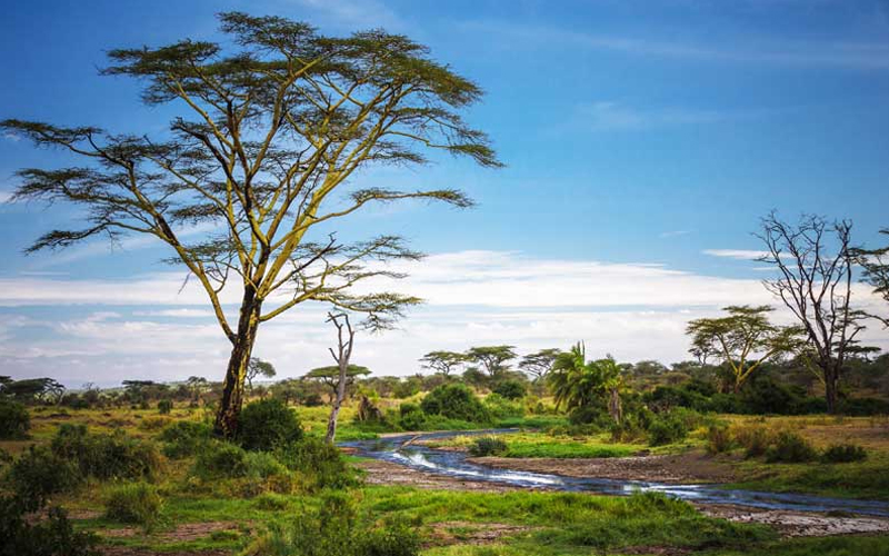 Your Ultimate Guide to Tanzania Safari Season
