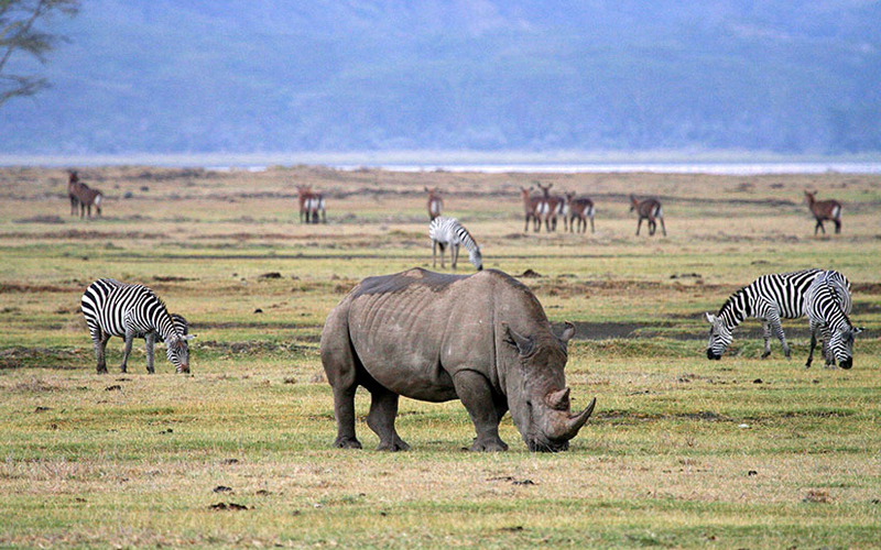 Exploring the Ngorongoro Crater A Unique Safari Experience