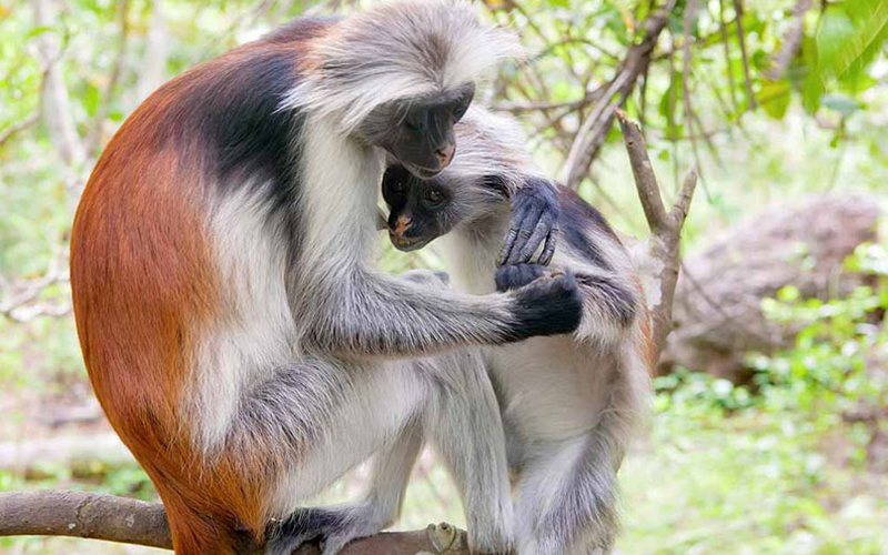 What kind of wildlife can I see in Zanzibar