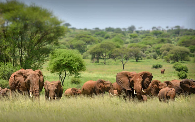 Serengeti National Park Records