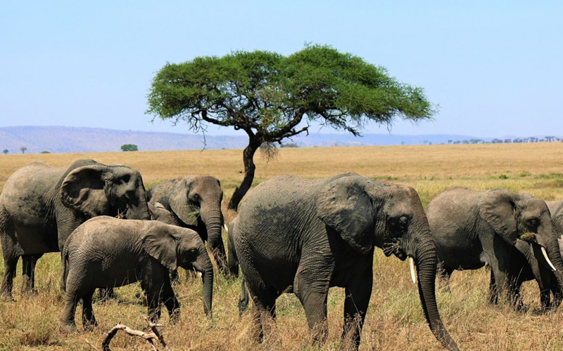 Sustainable Safari Tourism in Tanzania Trends for 2024