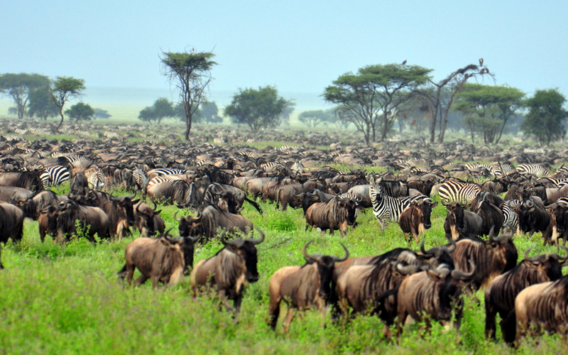 Beach or Safari  Why Not Both on Your Tanzania Vacation in 2024