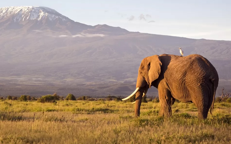 Tanzania’s National Parks Introduce Digital Permits for 2024 Season