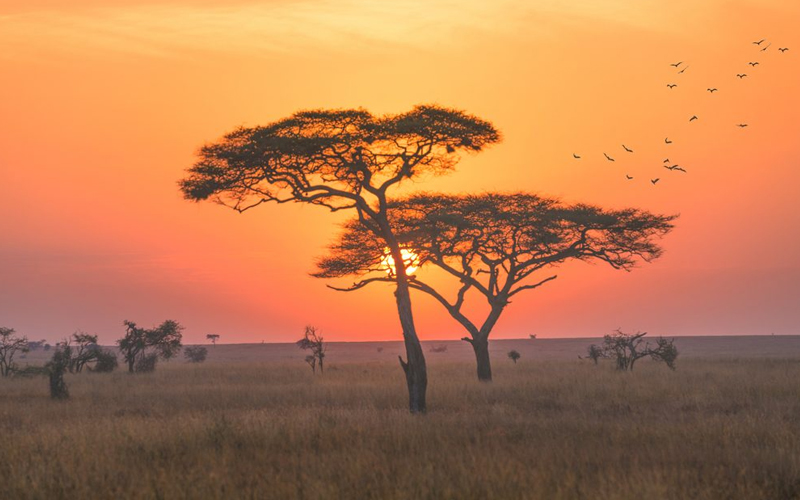 New Year’s Safari in Serengeti: The Best Wildlife Experiences for 2025