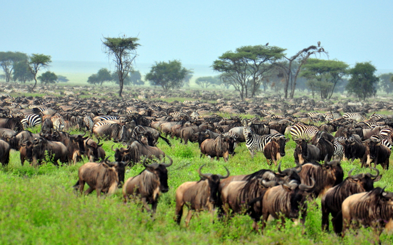 New Year’s Safari in Serengeti: The Best Wildlife Experiences for 2025