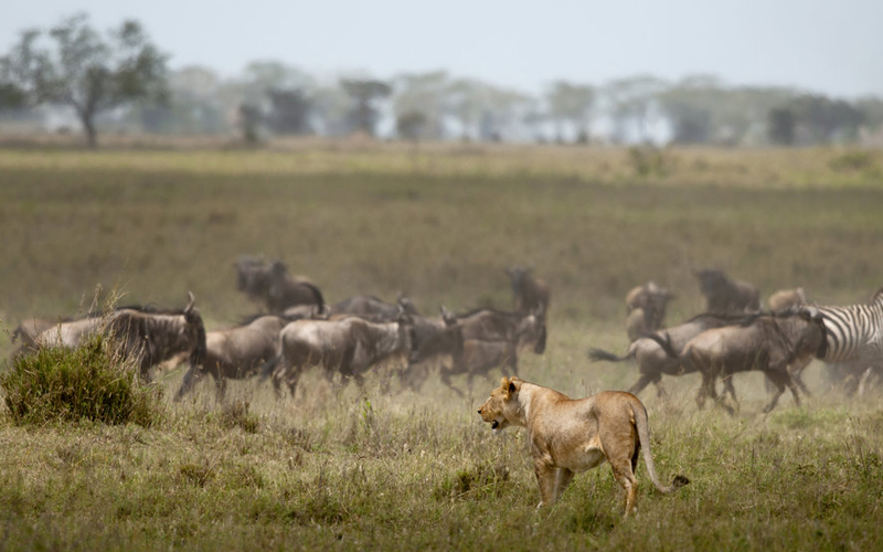 Tanzania’s 2025 Safari Highlights: What’s New for Travelers This Year?