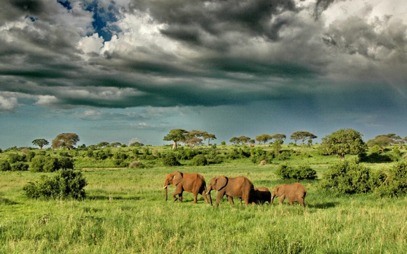 Tanzania’s 2025 Safari Highlights: What’s New for Travelers This Year?