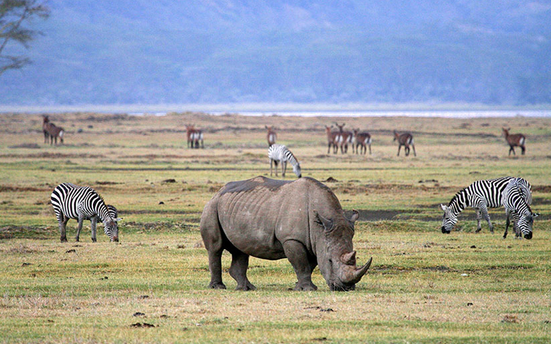 Tanzania’s Wildlife Conservation Wins: Key Milestones as We Enter 2025