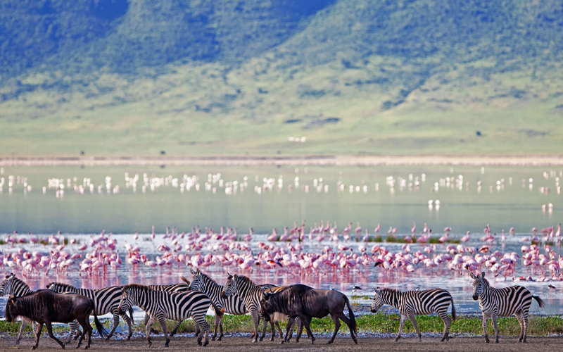 Ngorongoro Crater Safari 2025: A Guide to Exploring Africa’s Natural Wonder