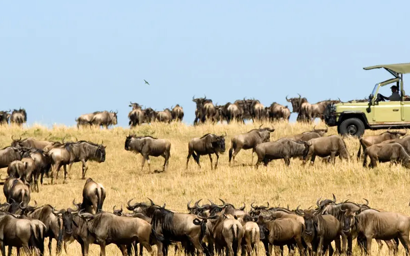 How the Great Migration 2025 Will Transform Your Serengeti Safari Experience