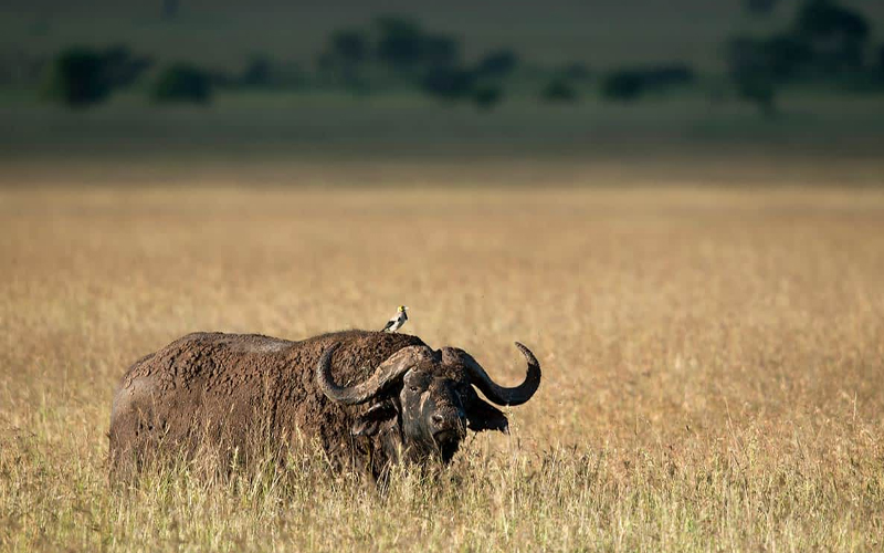 Why Tanzania’s National Parks Are Leading Africa’s Safari Industry in 2025