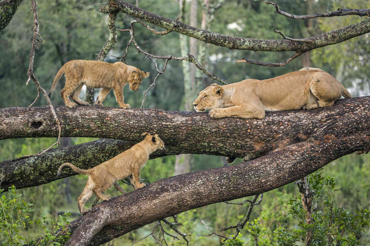 Top Safari Destinations in Tanzania