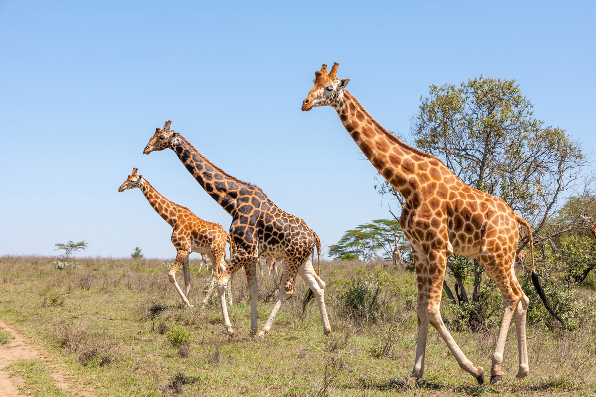 Exploring the Serengeti What to Expect on a Safari