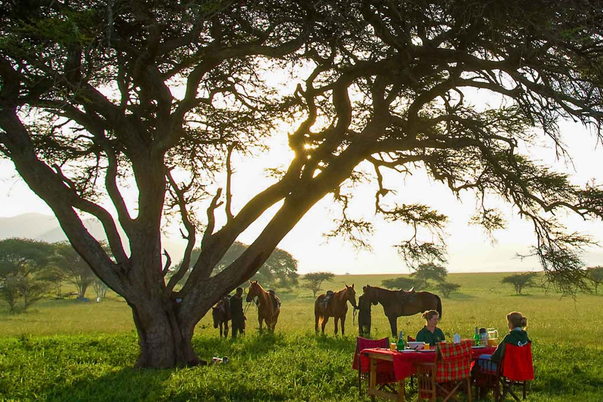 Private vs. Group Safaris: Which is Right for You?