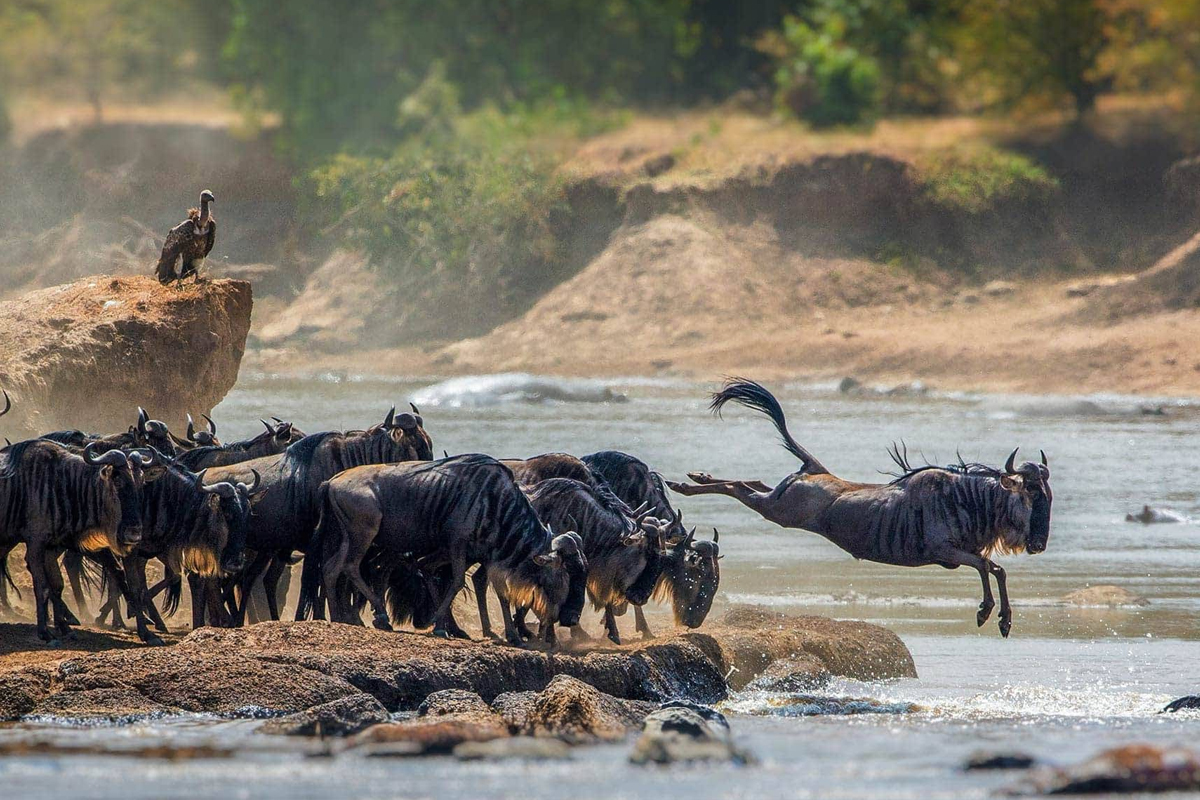 Serengeti National Park Records