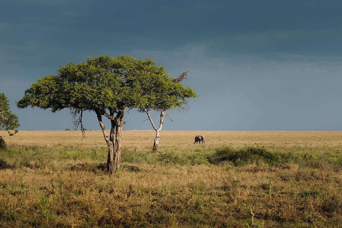 Tanzania Wildlife Beyond the Big Five