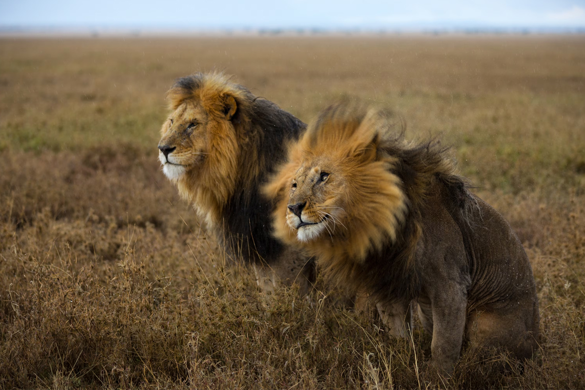 Your Ultimate Guide to Planning an Africa Safari