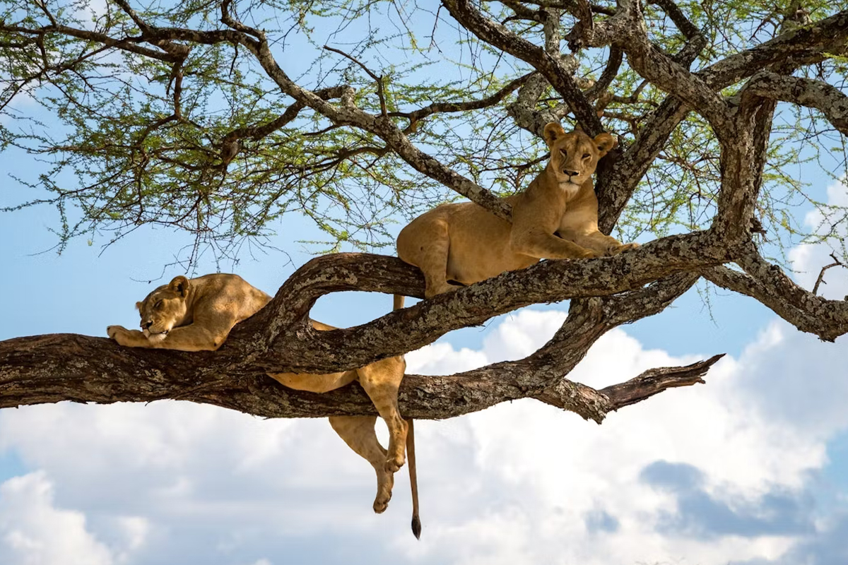 Sustainable Safari Tourism in Tanzania Trends for 2024