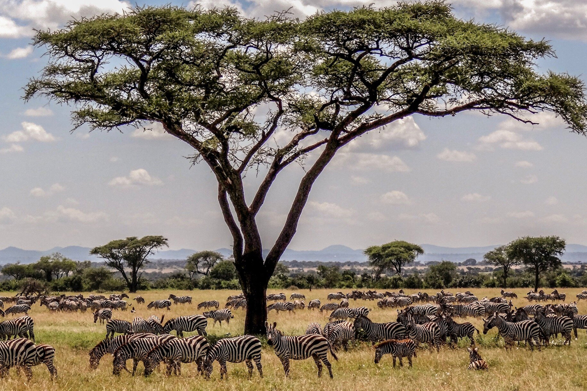 Beach or Safari Why Not Both on Your Tanzania Vacation in 2024