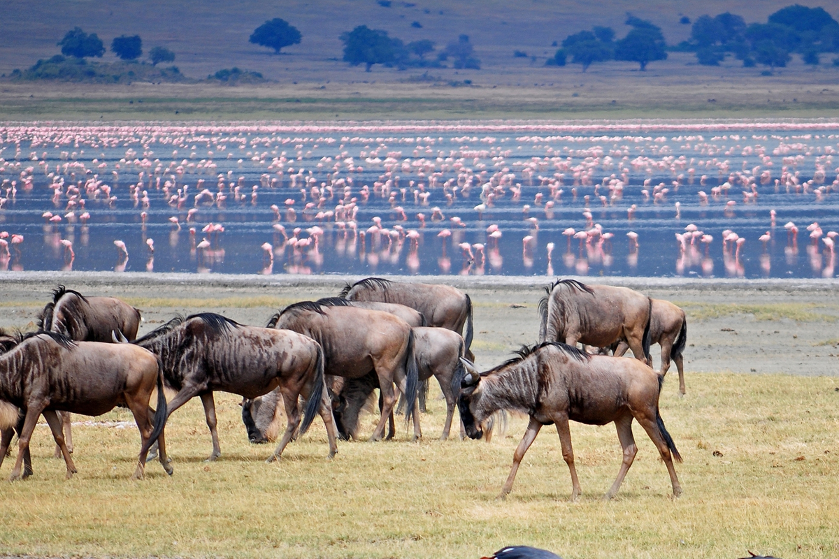 Tanzania’s National Parks Introduce Digital Permits for 2024 Season