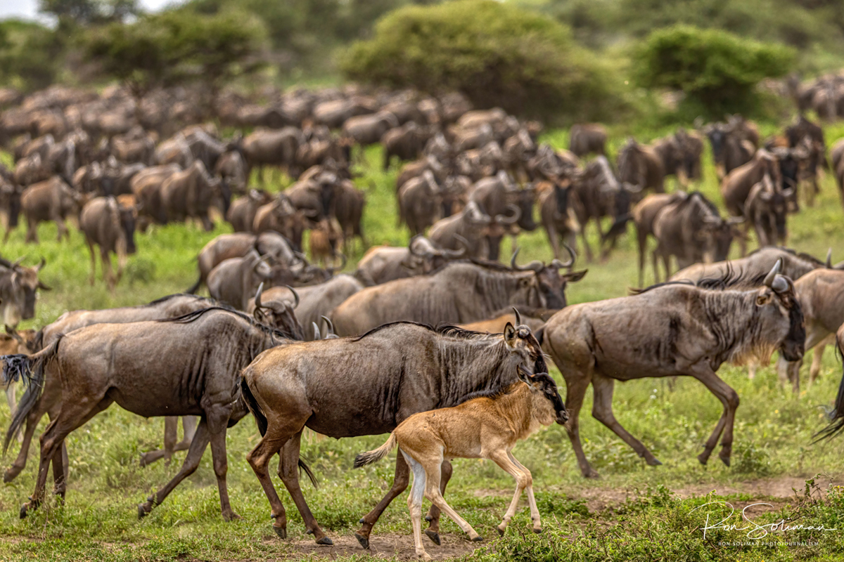 The Best Time to Visit Tanzania's Northern Circuit in 2024