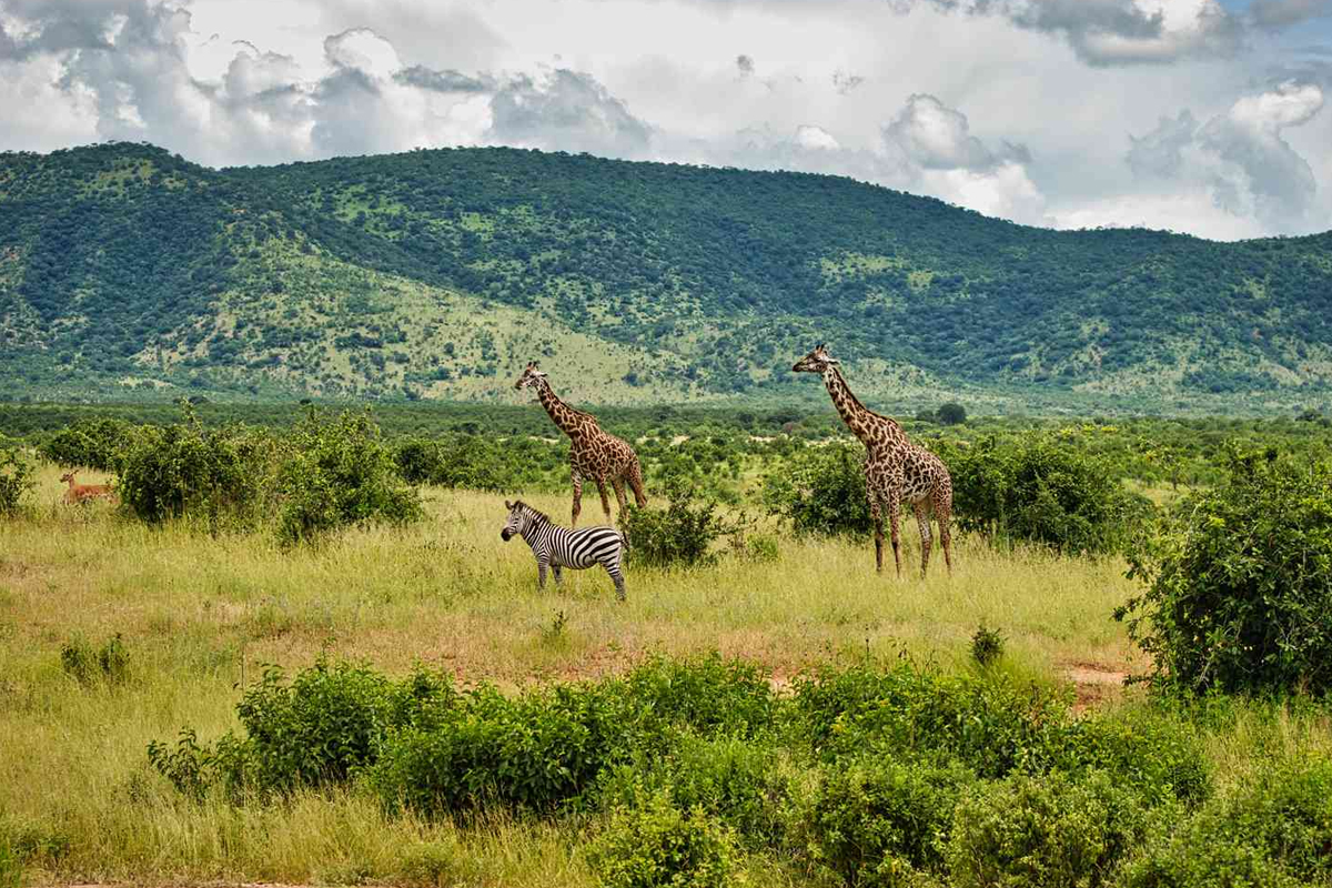 Record Number of Tourists Visit Tanzania’s National Parks Amid Travel Surge