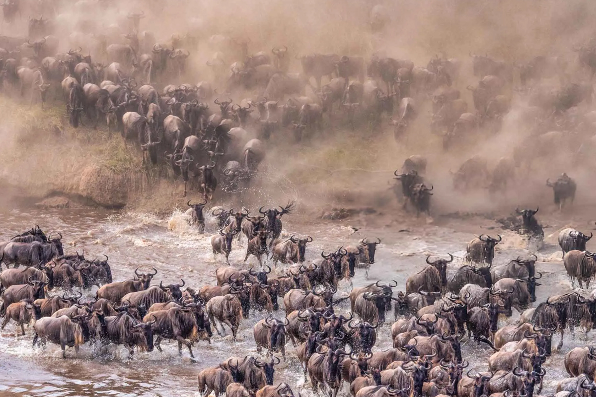 Tanzania’s Wildebeest Migration Peaks This Week A 2024 Safari Highlight