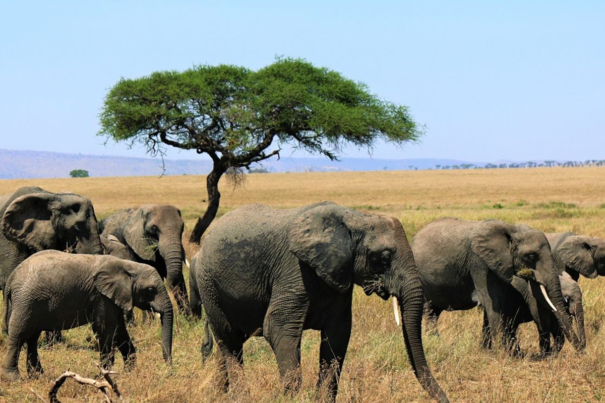 Why Tanzania is the Perfect Destination for Sustainable Travel in 2024