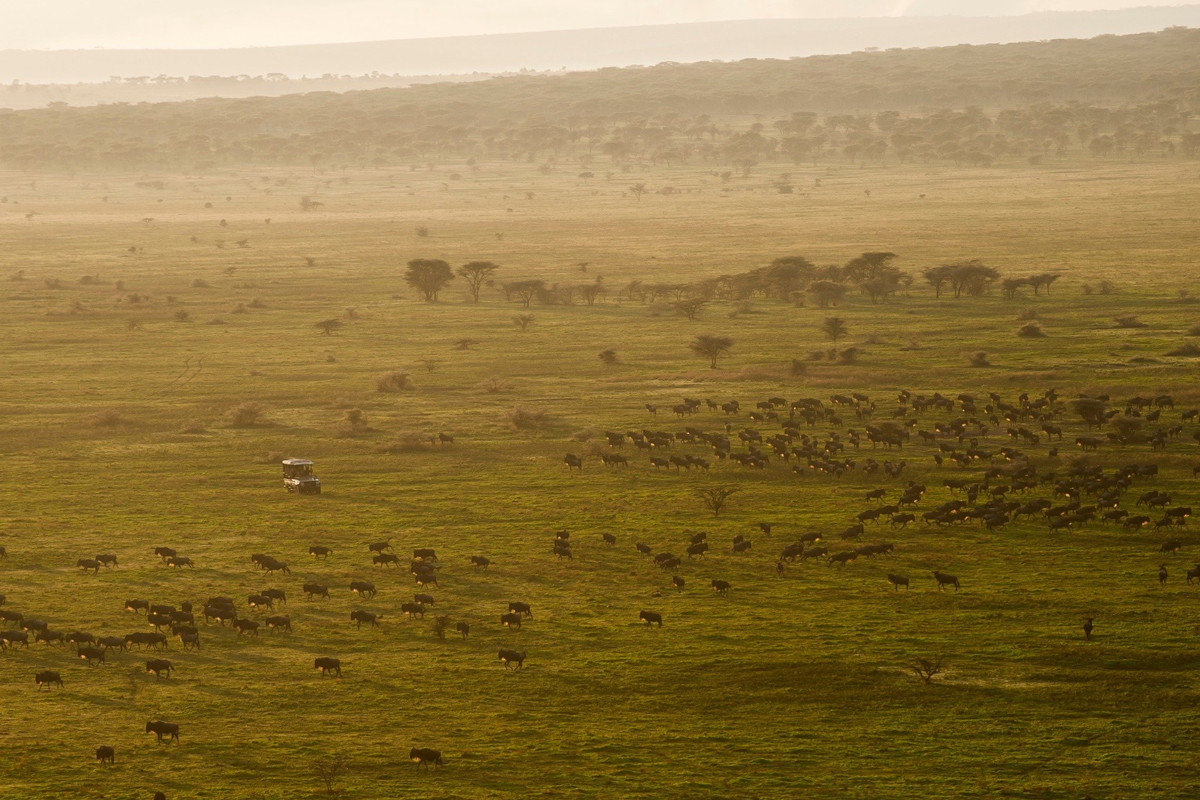 Tanzania’s 2025 Safari Highlights: What’s New for Travelers This Year?