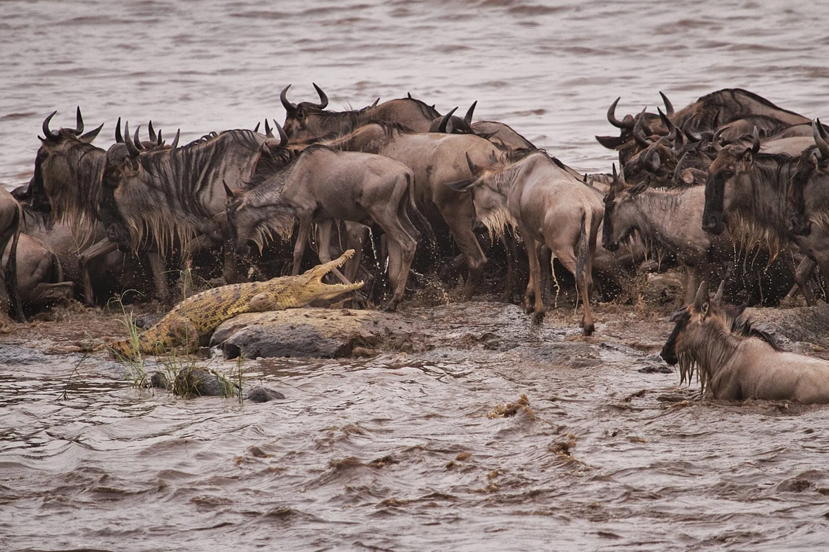 How the Great Migration 2025 Will Transform Your Serengeti Safari Experience